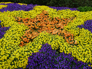 Purple, orange, and yellow pansies arranged in a star shape